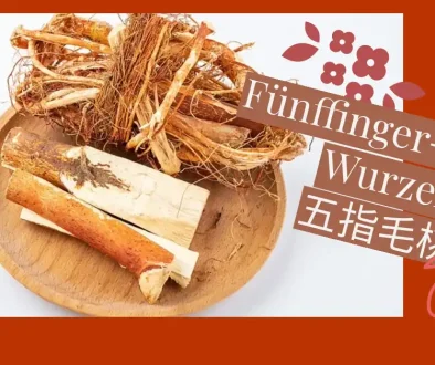 Fünffinger-Feige-Wurzel 五指毛桃