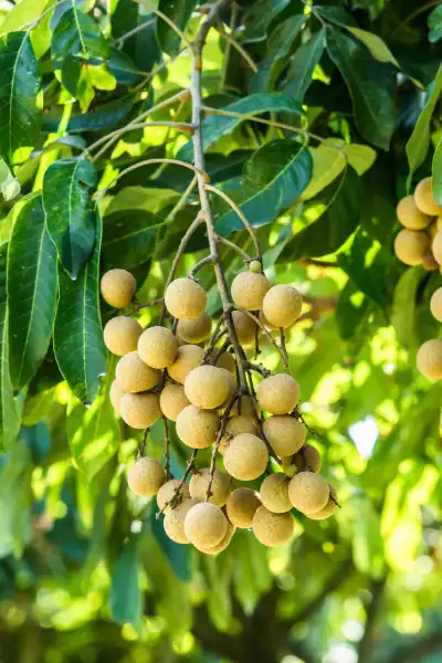 Getrocknete Longan 玄玉