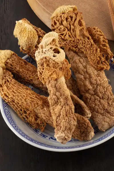 Morchella -羊肚菌